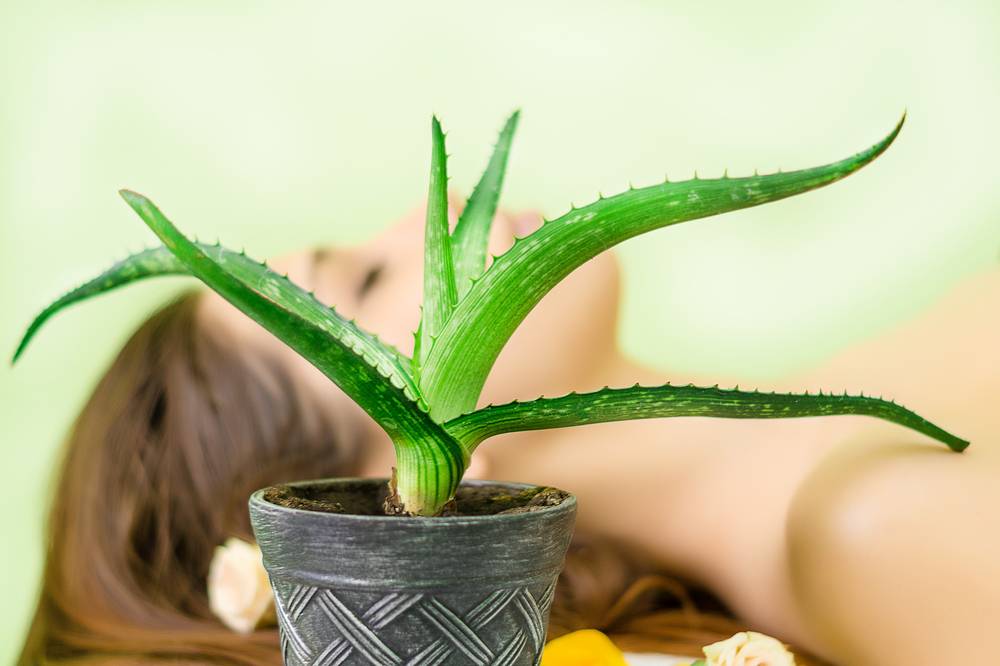 aloe vera hair mask