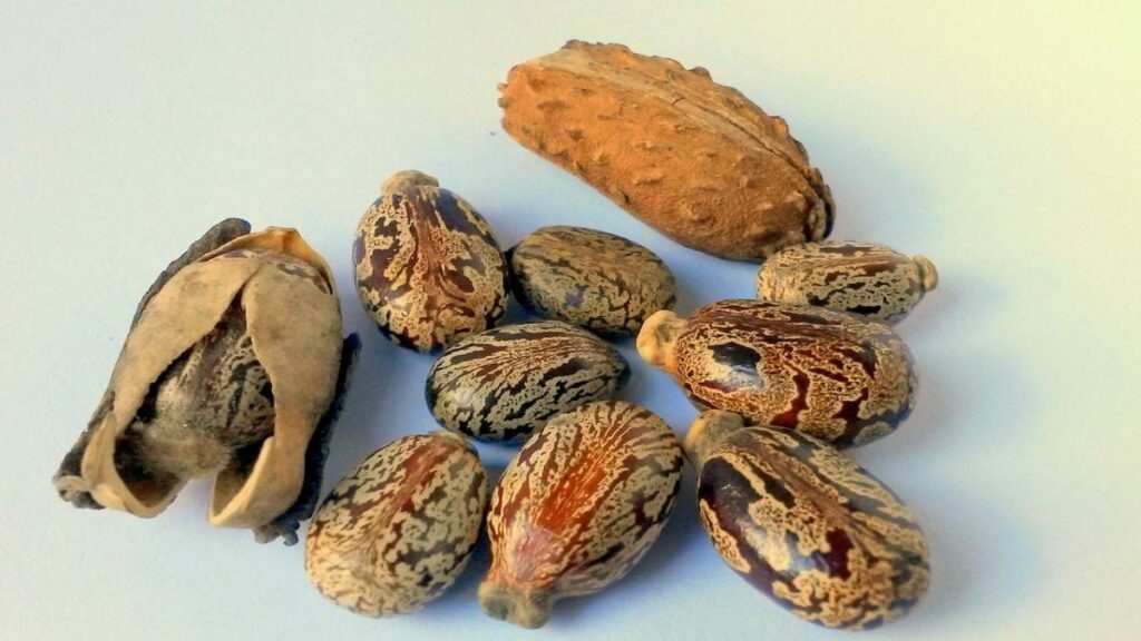 Castor Seed