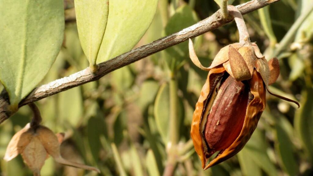 Benefits of Jojoba Oil for Hair